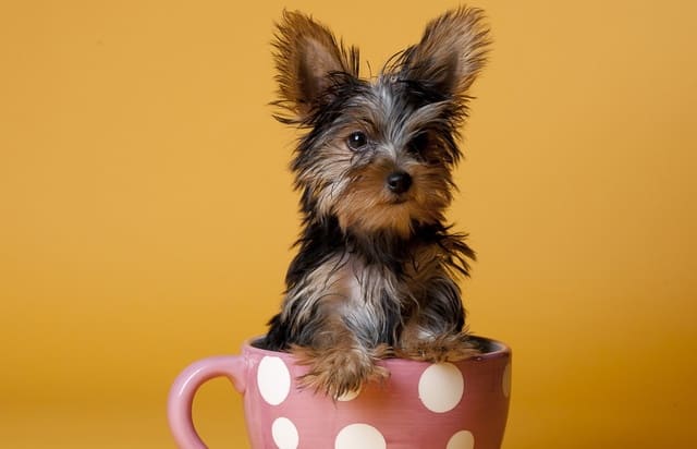 Карликовый йоркширский терьер