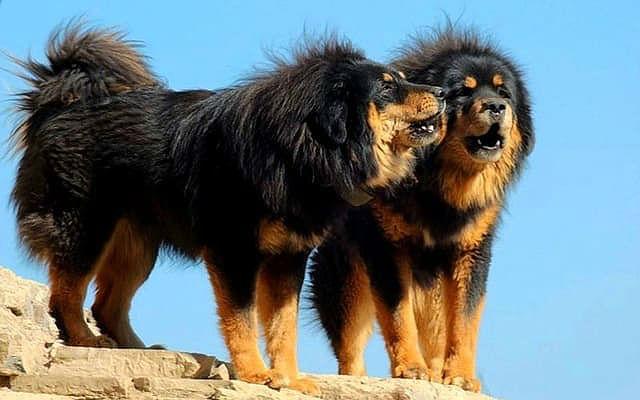 Монгольский банхар — крупная порода собак