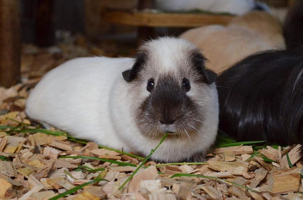 Морские свинки: содержание и уход от А до Я. Чем кормить, как обустроить клетку, преимущества и недостатки морских свинок