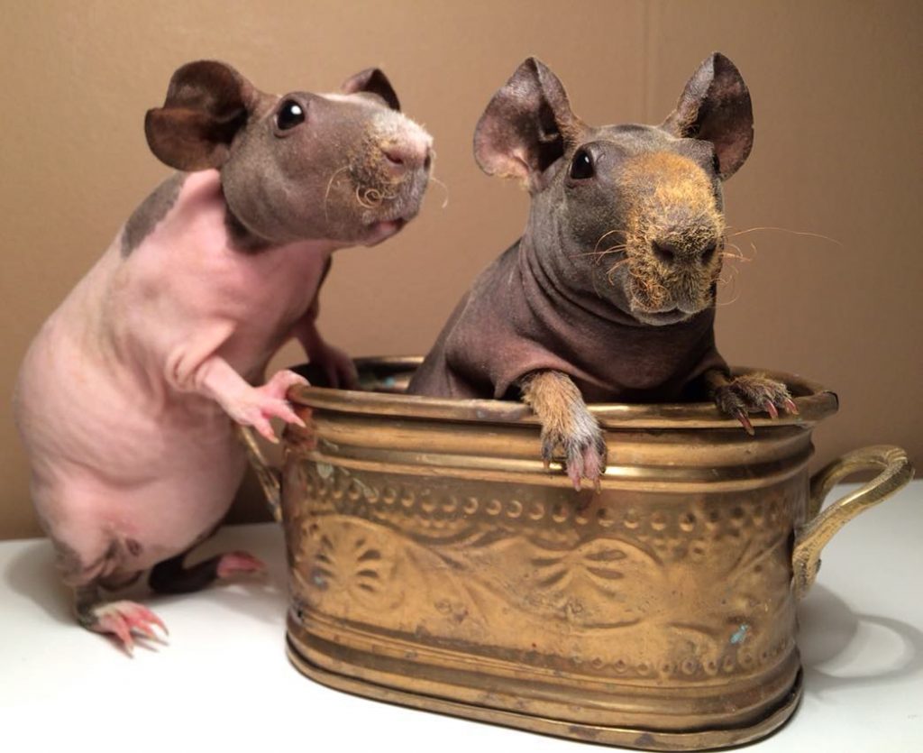 Морские свинки: содержание и уход от А до Я. Чем кормить, как обустроить клетку, преимущества и недостатки морских свинок