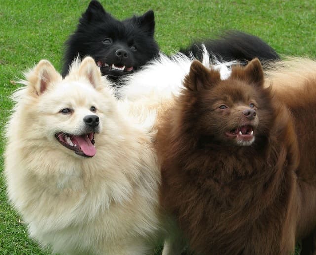 Порода немецкий шпиц