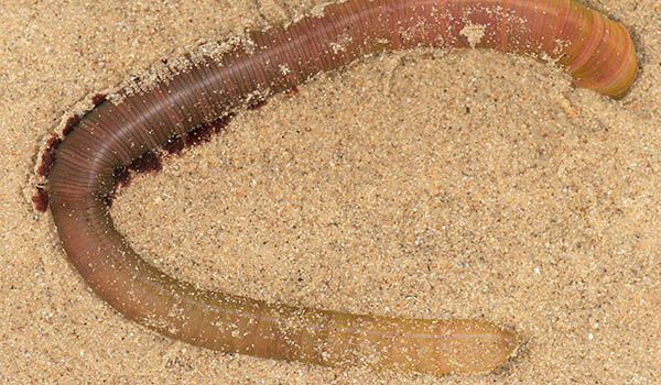 Фото: Червяк пескожил