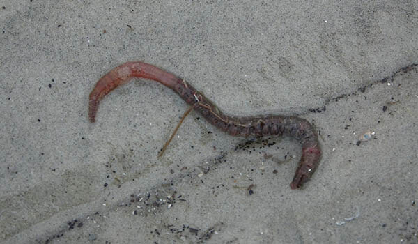 Фото: Морской пескожил