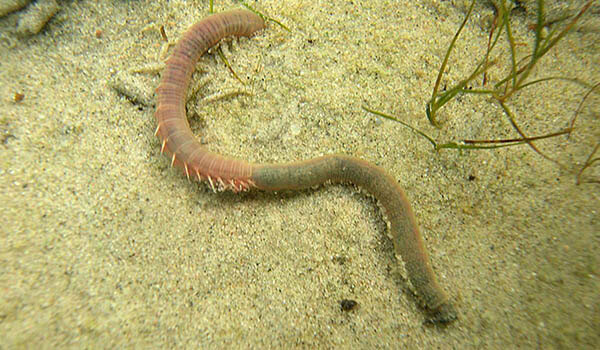 Фото: Червяк пескожил