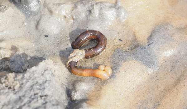 Фото: Червь пескожил