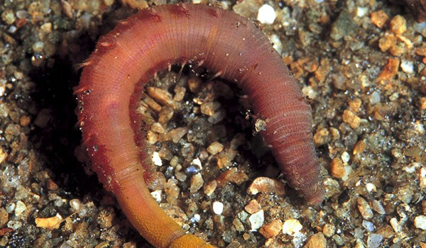 Фото: Большой пескожил