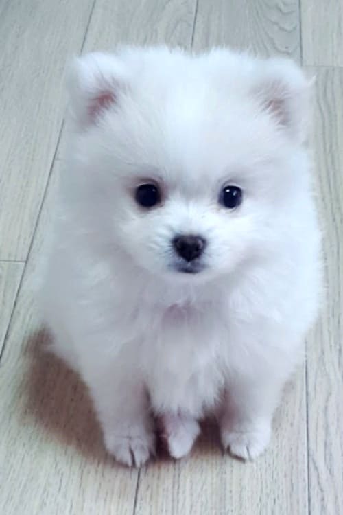 Белый померанский шпиц