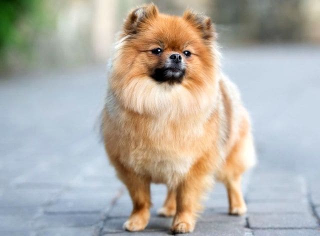 Померанский шпиц – прогулка в городской среде