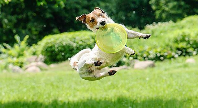 Продолжительность жизни джек-рассел-терьера — физическая активность