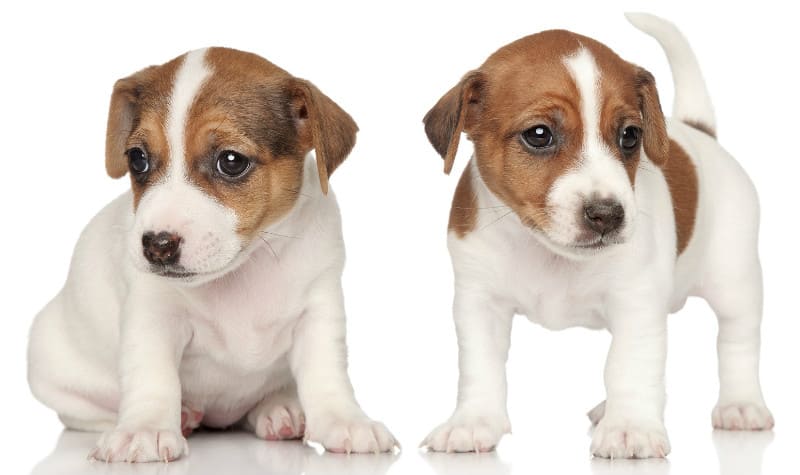 Продолжительность жизни джек-рассел-терьера - щенки