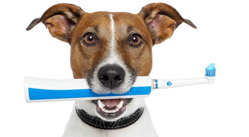 Продолжительность жизни джек-рассел-терьера — гигиена