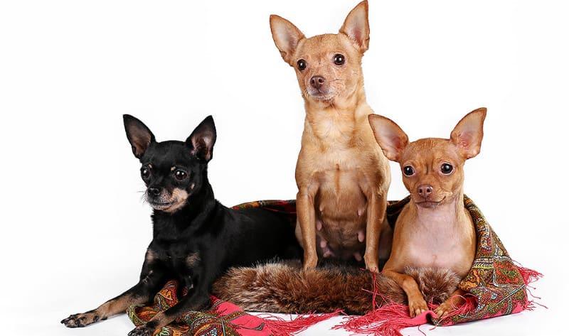 Продолжительность жизни той-терьеров — основное изображение