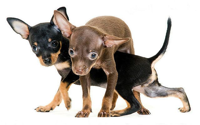 Продолжительность жизни той-терьеров – щенков