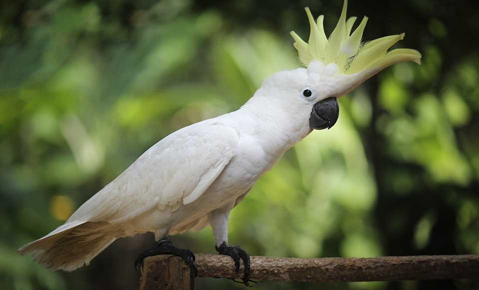 какаду продолжительность жизни