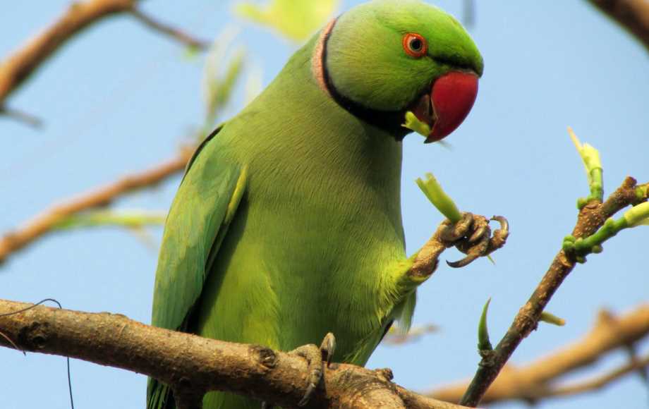 сколько лет живет ожереловый попугай ожереловый попугай в домашних условиях сколько живут