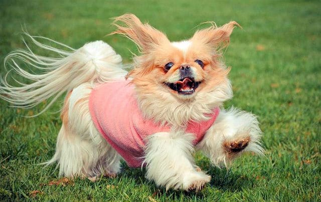 Пекинес - физическая активность