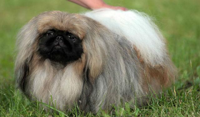 Взрослый пекинес