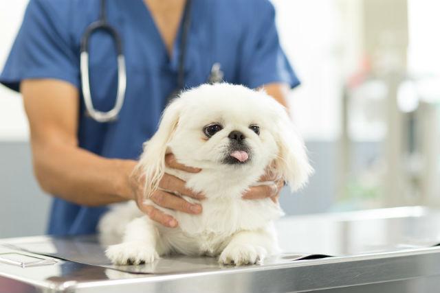 Пекинес у ветеринара