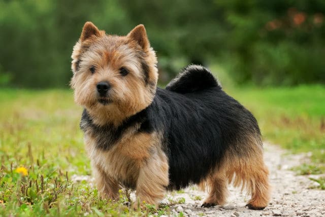 Собака норвич-терьер – стандарт внешнего вида