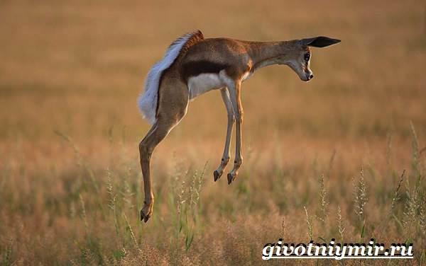 Спрингбок-антилопа-Образ-жизни-и-среда-обитания-антилопы-спрингбок-4