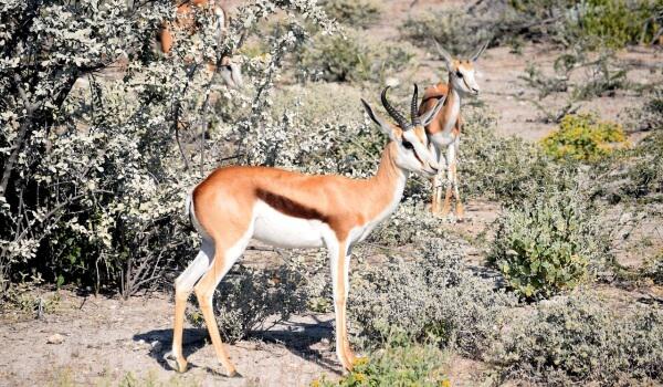 Фото: Животное спрингбок