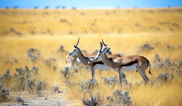 Фото: Антилопа спрингбок