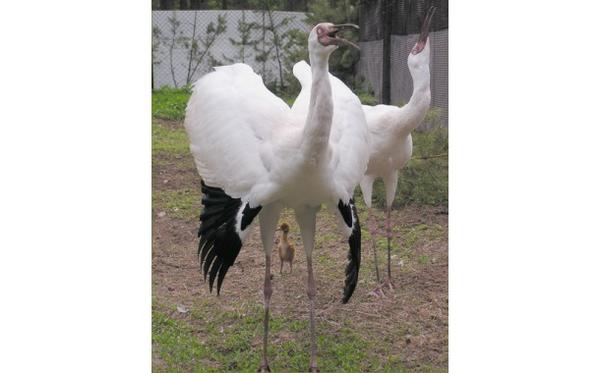 Белый журавль (стерх) – описание, где обитает, чем питается