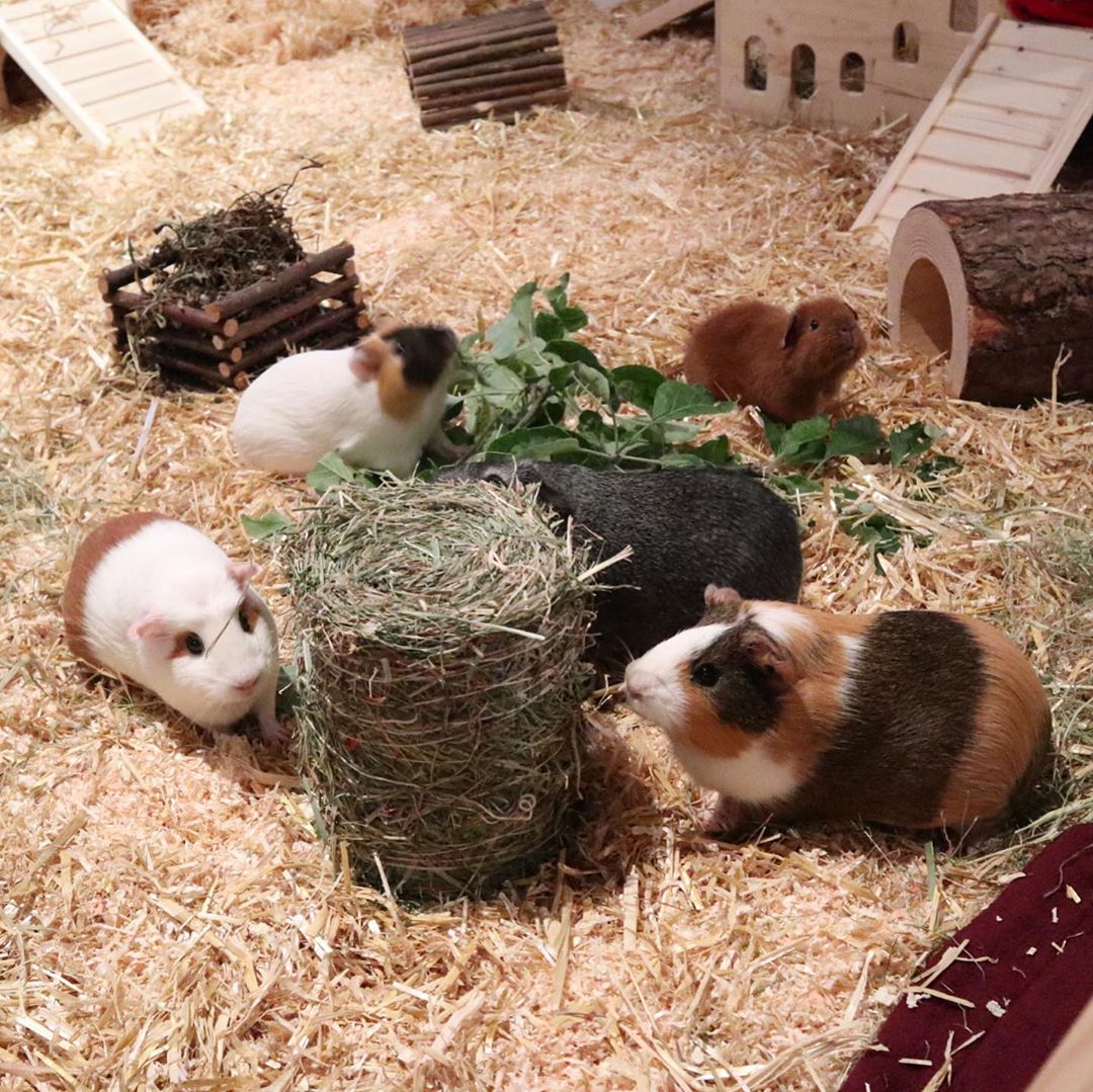 морская-свинка-содержание-и-уксод