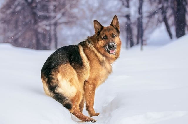 Немецкая овчарка - зимняя поездка