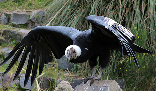 Фото: Большой андский кондор