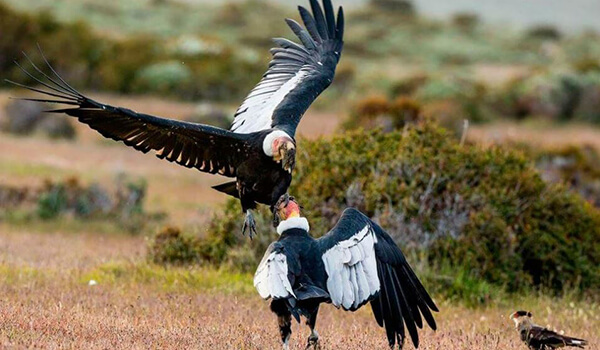 Фото: Андский кондор