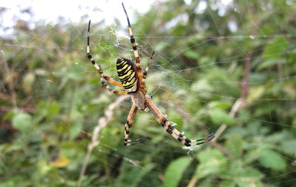 Аргиопа-паук-Описание-особенности-виды-образ-жизни-и-среда-обитания-аргиопы-14