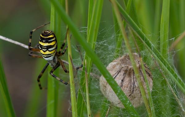 Аргиопа-паук-Описание-особенности-виды-образ-жизни-и-среда-обитания-аргиопы-18