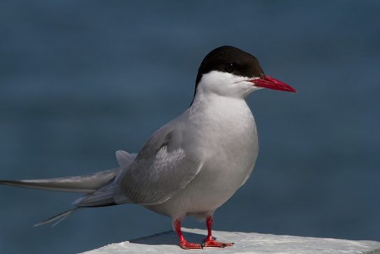 Какая птица ныряет глубже