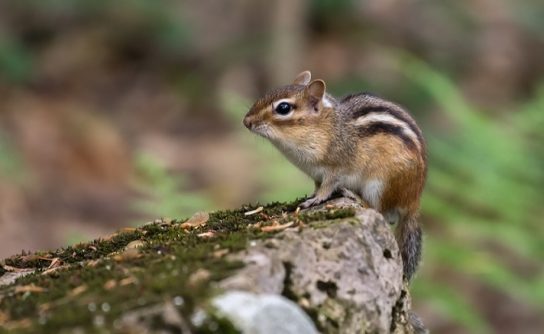 Грызуны: список видов с названиями