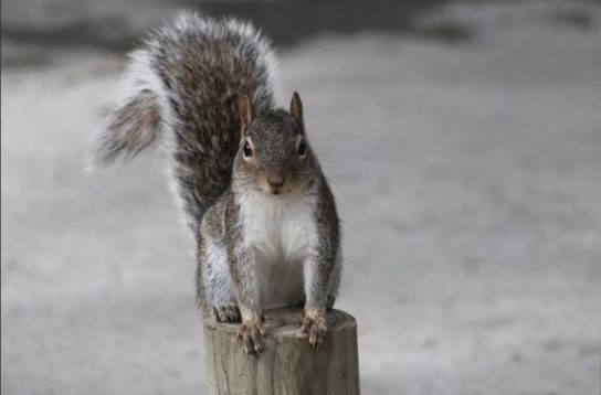 Белка: описание животного, особенности, виды, среда обитания