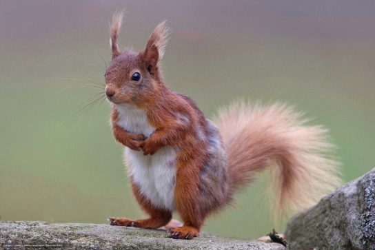 Белка: описание животного, особенности, виды, среда обитания