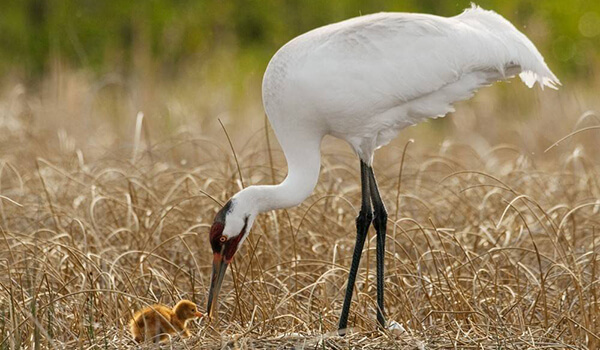 Фото: Птенец белого журавля