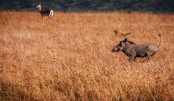 Фото: Африканский бородавочник
