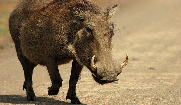 Фото: Хогвартсвин