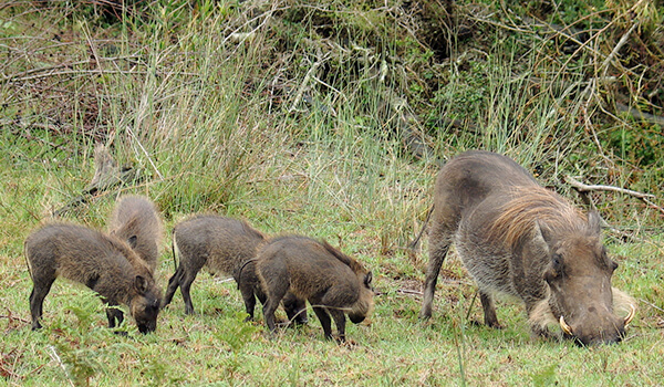 Фото: Детеныш бородавочника