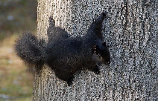 Белка: описание животного, особенности, виды, среда обитания