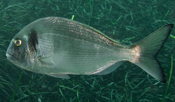 Фото: Как выглядит дорадо