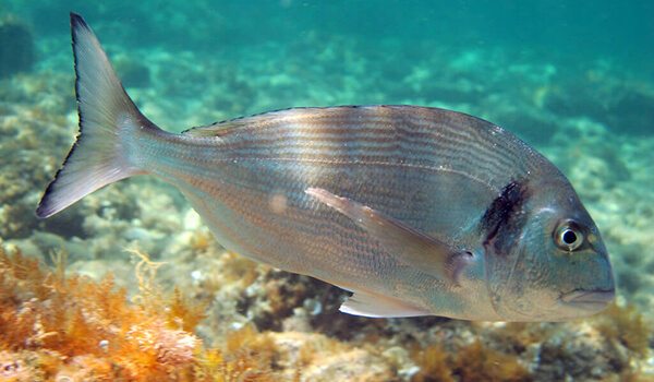 Фотография: “Дорадо в море