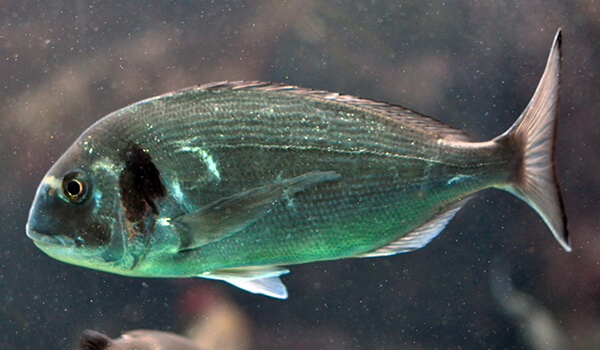 Фото: Дорадо