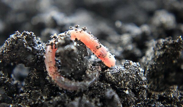 Фото: Дождевые черви в России