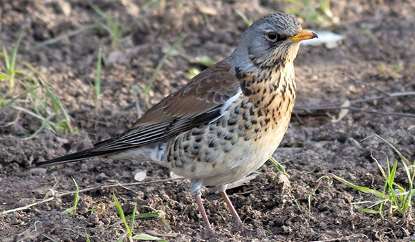 Фото: Полевая опасность в России