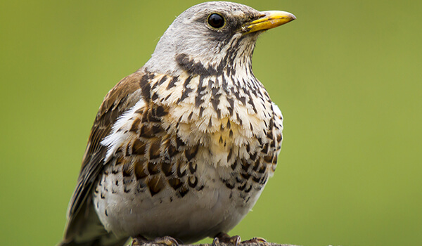 Фото: Самка полевого дрозда
