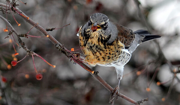Фото: Наземный транспорт на природе