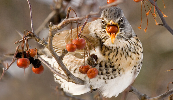 Фотография: “Серый дрозд рябинник
